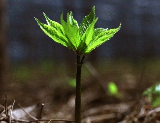 歷史上導(dǎo)致三七價(jià)格暴跌的罪魁禍?zhǔn)椎降资钦l(shuí)？（一）